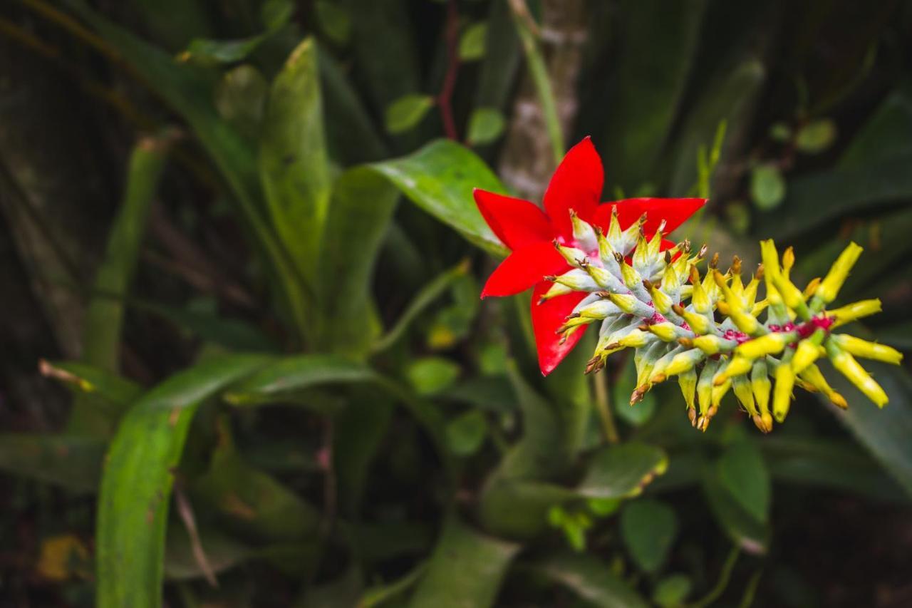 Pousada Alem Do Jardim Praia do Rosa Exteriér fotografie