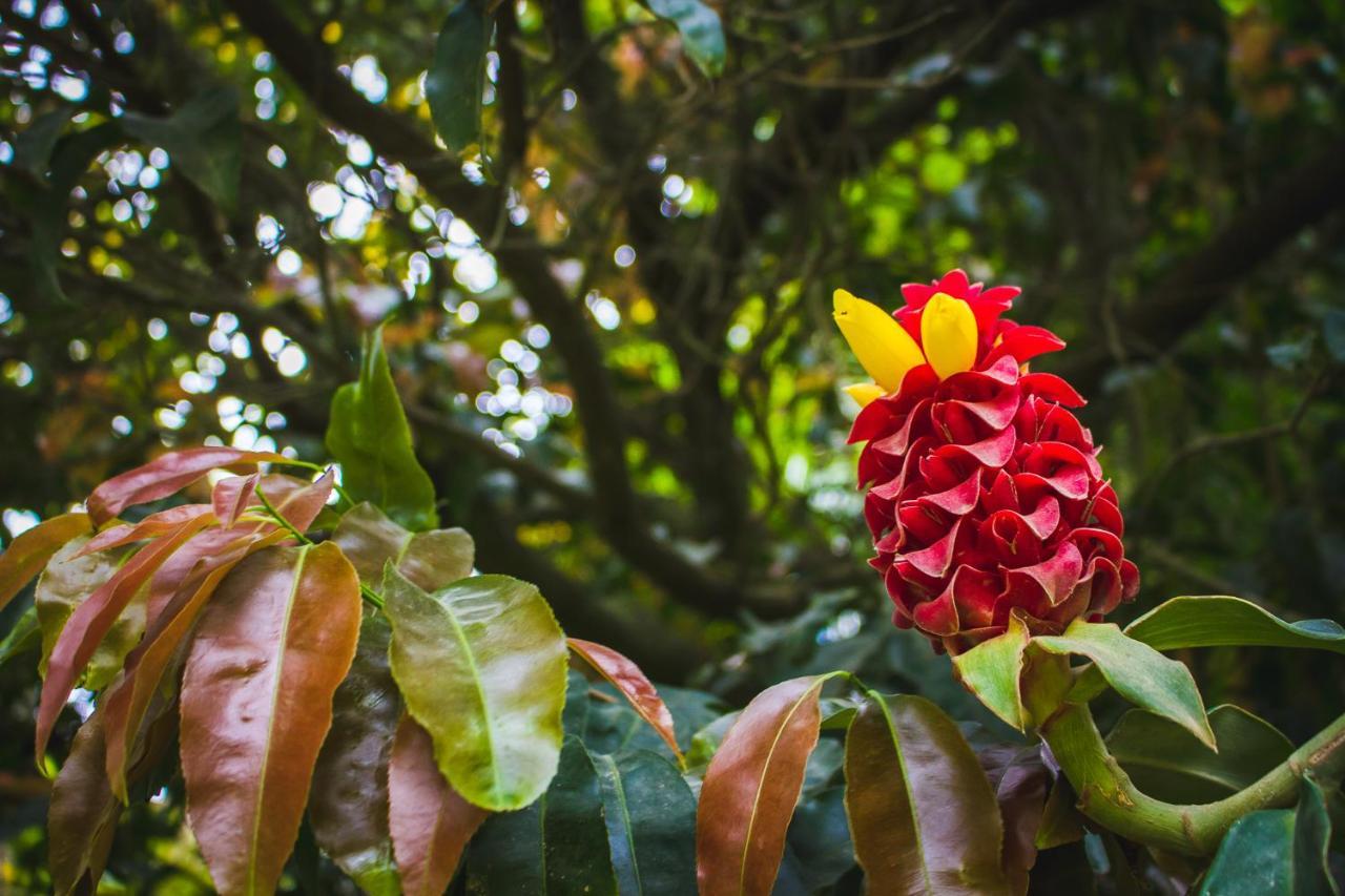 Pousada Alem Do Jardim Praia do Rosa Exteriér fotografie